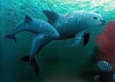 La vida marina sufre estrés adicional por niveles elevados de CO2 en el mar