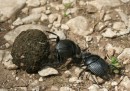 Inteligencia Animal: El Insecto que se orienta según las estrellas