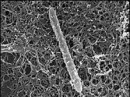 ¿Una Bacteria Extraterrestre?