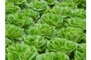 La NASA cultiva Lechuga en el Espacio